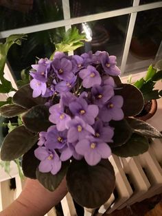 purple flowers are in a pot on a window sill