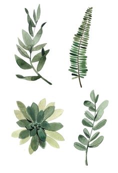 three different types of leaves on a white background