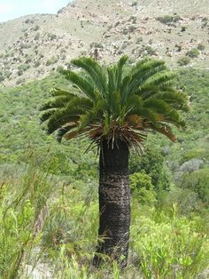 a tall palm tree sitting in the middle of a lush green forest