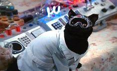 a black cat wearing a white shirt and goggles