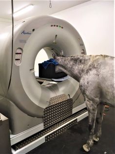 a gray horse standing next to a white machine