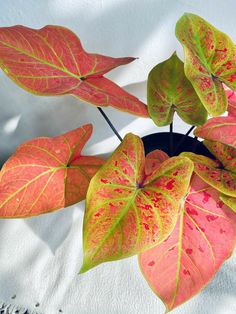 a potted plant with red and green leaves