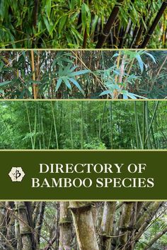 the different types of bamboo trees are shown in this collage with text that reads directory of bamboo species