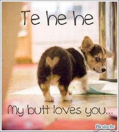 a small dog standing on top of a floor next to a mirror with the words, te he he my but loves you