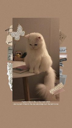 a white cat sitting on top of a table