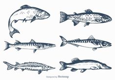 different types of fish on a white background