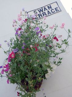 a bunch of flowers that are hanging from a wall with a sign on the side of it