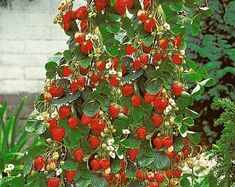 a bush with lots of red berries growing on it