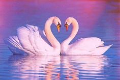 two white swans making a heart shape in the water with their necks touching each other