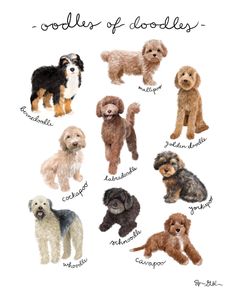 a poster with different types of dogs on it's back side and the words doodles