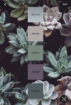 the color scheme for this plant is gray, green and grey with some white flowers