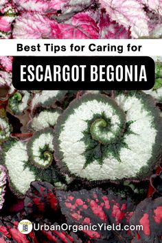 colorful flowers with the title best tips for caring for escargot begona