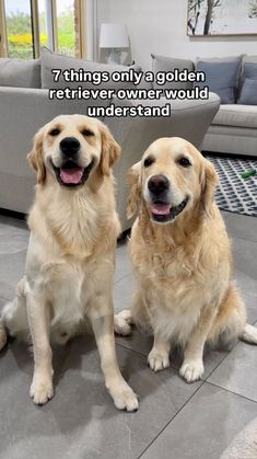 two golden retriever dogs sitting next to each other in front of a couch with the caption, 7 things only a golden retriever owner would understand