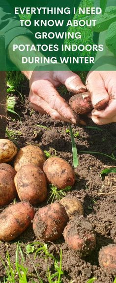 someone holding potatoes in their hands with the words everything i need to know about growing potatoes indoors during winter