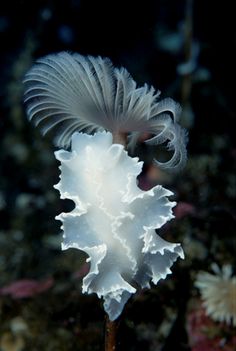 a white sea anemone floating in the ocean