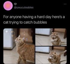 an orange cat playing with bubbles on the floor and then trying to catch it's tail