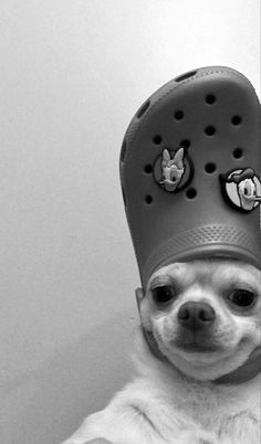 a black and white photo of a dog wearing a hat