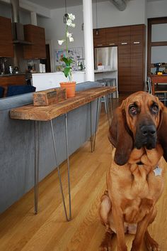 a brown dog sitting on top of a hard wood floor next to a wooden table