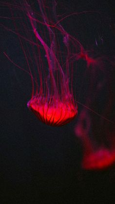 a red jellyfish floating in the dark water