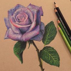 a drawing of a purple rose with green leaves