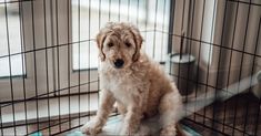 a small dog sitting on top of a blue mat in front of a caged door