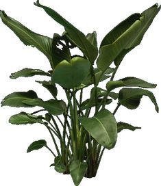 a plant with large green leaves on it