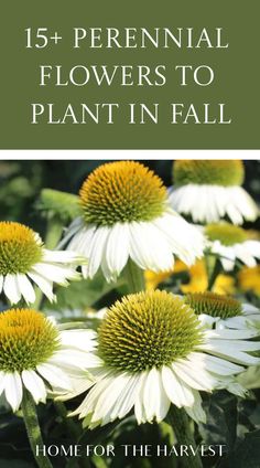 white flowers with green leaves and the words, 15 + perennial flowers to plant in fall