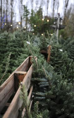 several wooden boxes filled with christmas trees