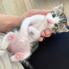 a small kitten is being held in the palm of someone's hand while they are playing with it