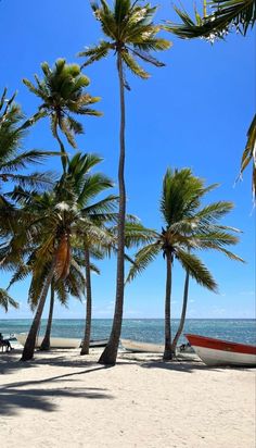 palm trees on the beach with boats in the water