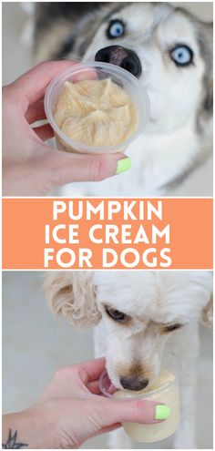 there is a dog eating out of a plastic container with food in it and the words pumpkin ice cream for dogs below