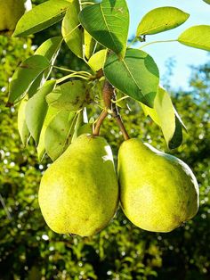 two green pears hanging from a tree branch