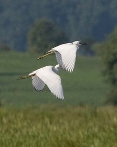 two white birds flying in the air over a lush green field with trees behind them