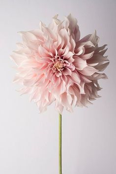 a large pink flower with the word dalia on it's back end and bottom corner