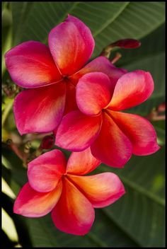 three pink flowers with green leaves in the background