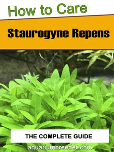 the complete guide to how to care for starcryne repenss in your garden