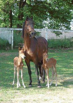 a horse and two foals standing in the grass