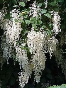 some white flowers and green leaves on a tree