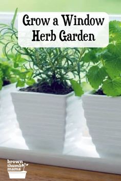 Grow a Windowsill Herb Garden Growing Herbs Outdoors, Windowsill Herb Garden, Window Herb Garden, Herb Garden Ideas, Garden Preparation, Growing Herbs Indoors, Provence Garden, Grow Herbs, Windowsill Garden