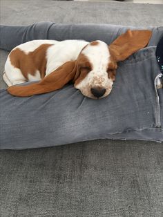 a brown and white dog laying on top of a pillow