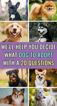 several different dogs with the words answer 20 questions and we'll reveal your soul dog