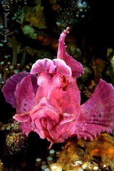 a pink flower that is sitting on some rocks in the water with seaweed around it