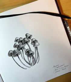 a drawing of some mushrooms on a piece of paper