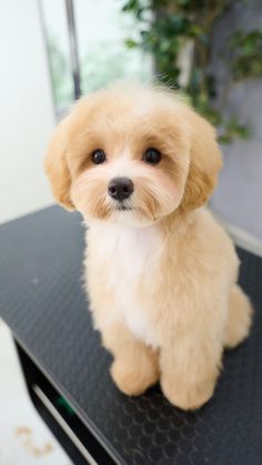 a small brown and white dog sitting on top of a black table next to a plant