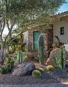 a cactus garden in front of a house with rocks and cacti on the ground