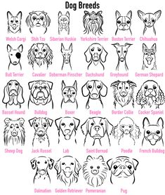 the dog breeds are shown in black and white, with pink lettering on it's side