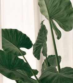 a green plant with large leaves in front of a white curtained window sill