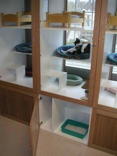 a room with bunk beds and shelves filled with cats