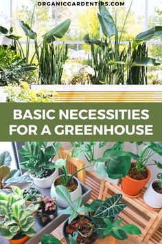 several different types of houseplants and plants in pots with text overlay that reads basic necessities for a greenhouse