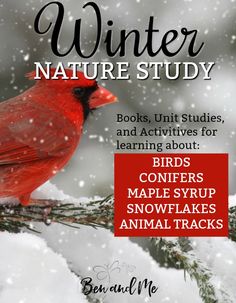 a red bird sitting on top of a tree branch in the snow with words winter nature study